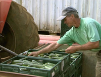 Eddy Barret, producteur maraîcher de la Réunion impliqué dans le projet de Gestion Agroécologique des Mouches des légumes.
