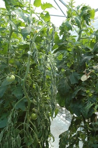 Plant de tomate flétri après infection par R. solanacearum (P. Prior)