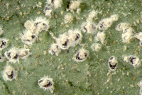 Larves et nymphes d'Aleurotrachelus trachoides