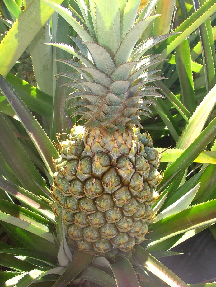 Ananas ARMEFLHOR