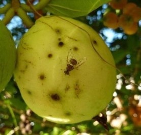 mouche sur fruit